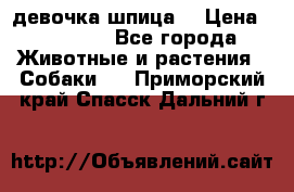 девочка шпица  › Цена ­ 40 000 - Все города Животные и растения » Собаки   . Приморский край,Спасск-Дальний г.